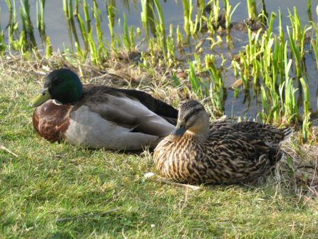 Canards.jpg