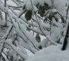 Ravent sous la neige oiseau