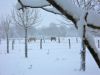 Ravent sous la neige chevaux