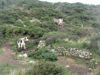 Vaches dans les landes