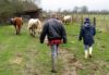 ... et aux vaches!