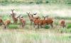 deers1.jpg