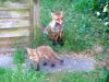 foxes1.jpg