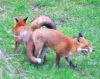 foxes4.jpg