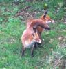 foxes5.jpg