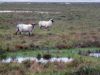 Moutons de pre salé