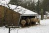 Les moutons apprécient leur bergerie