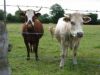 Nos vaches sont curieuses et viennent voir ces hommes fous sur leur droles de machine