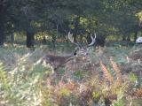 oiseau perche sur le cerf