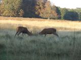 fight entre deux jeunes cerfs