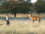 maman pres du cerf