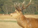 cerf blesse apres un fight avec un autre male