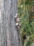 des mushrooms dans une fissure d'un tronc