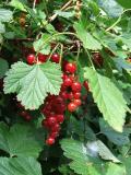 yum!yum! les bons fruits rouges de la maison!