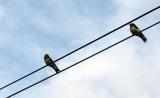 Mami voudrait être un oiseau