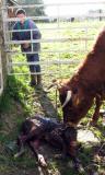 premières léchouilles sous le regard attentif de Catherine