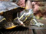 Un clin d'oeil à notre amie tortue qui a tenue la pose dans la partie équatoriale de l'aquarium !