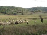 troupeau anes et moutons en Transylvanie