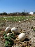 champ de citrouilles