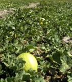 champ de melons d'eau