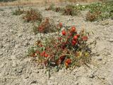 champ de tomates