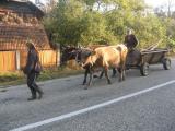 char Ã  boeuf ou plutÃ´t a vaches