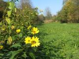 des gaillardes sauvages tout au long des champs