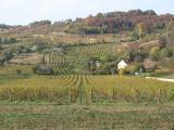 des vignobles Ã  perte de vue