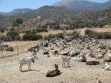 beau troupeau dans le sud de Milos