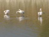 Des dizaines de pelicans