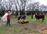 Philippe, Hugo et Celine nourissent les broutards 