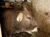 vache du Maramures pure race, elle passe souvent sa vie à l'étable dans les petites exploitations