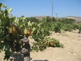 bien sur la vigne!