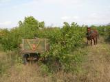Le cheval cotoie le tracteur ( souvent de  marque Zetor URSS