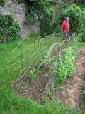 Les pieds d'haricots s'accrochent aux murs de Catherine…