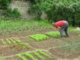 Le potager, détrempé par les semaines très pluvieuses du mois de mai