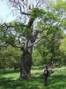 Arbre centenaire à Richmond Park