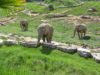 Alban était tout heureux de découvrir 5 éléphants