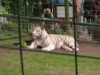 Le zoo de Beauval regroupe plus de 4000 espèces d'animaux… parfois très rares tels que ce tigre blanc…