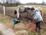 Une botte par jour dans les filets a foin