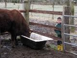 Je suis meme rentre dans le coin des vaches. La, je suis a  cote du taureau.