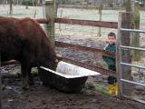 Je suis meme rentre dans le coin des vaches. La, je suis a  cote du taureau.