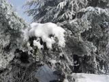 arbre vu du jardin des Stellina