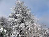 arbre vu du jardin des Stellina