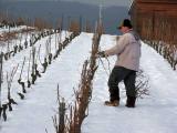 La taille des vignes