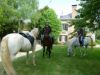 Les très beaux chevaux de Joséphine