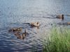 Etang-de-la-Gruere-canards.jpg