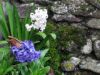 hyacinthes