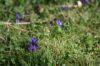 Printemps : les bourgeons et fleurs poussent à grande vitesse !