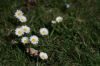 Printemps : les bourgeons et fleurs poussent à grande vitesse !